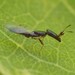 Fig Wasps - Photo (c) Ron Matsumoto, some rights reserved (CC BY-NC), uploaded by Ron Matsumoto