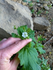Phacelia viscida albiflora