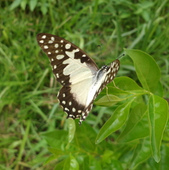 Graphium angolanus baronis