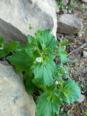 Phacelia viscida albiflora