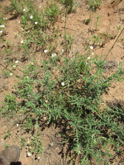 Oenothera cinerea cinerea