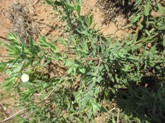 Oenothera cinerea cinerea