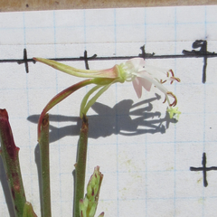 Oenothera cinerea cinerea