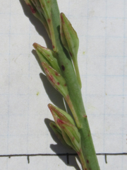 Oenothera cinerea cinerea