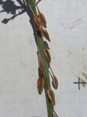 Oenothera cinerea cinerea