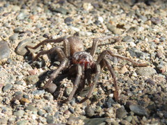 Calisoga longitarsis