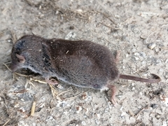 Crocidurinae