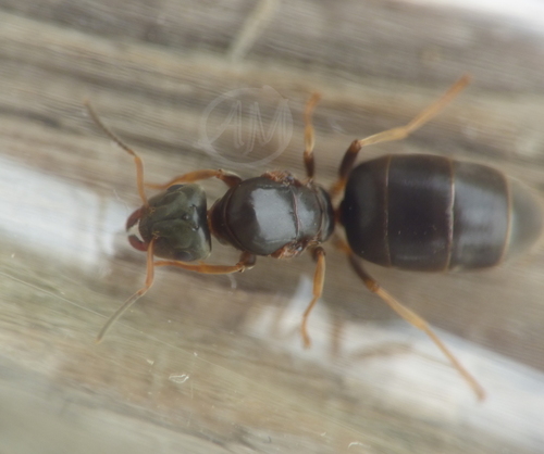 Lasius brunneus nuotrauka