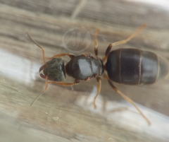 Lasius brunneus