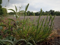 Phleum bertolonii