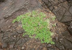 Stylosanthes erecta