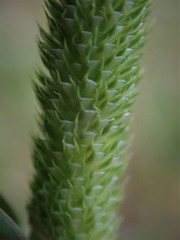 Phleum bertolonii