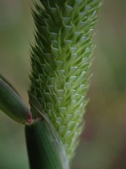 Phleum bertolonii