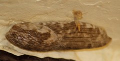 Urocyclinae