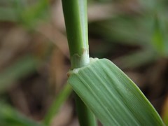 Phleum bertolonii