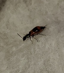 Anthocomus equestris