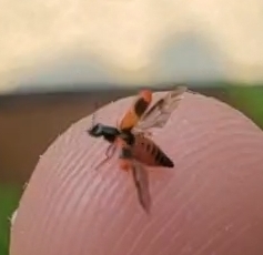 Anthocomus equestris