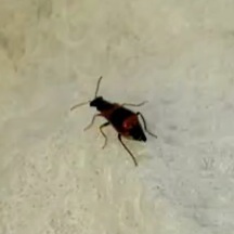 Anthocomus equestris