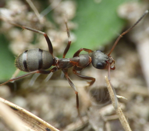 (c) alek-mantis, some rights reserved (CC BY-NC), uploaded by alek-mantis
