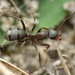 Formica rufibarbis - Photo (c) alek-mantis, μερικά δικαιώματα διατηρούνται (CC BY-NC), uploaded by alek-mantis