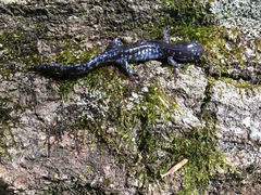 Ambystoma