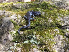 Ambystoma