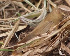 Humbe tenuicornis