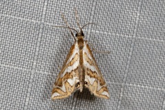 Anydraula glycerialis