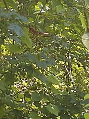 Cardinalis cardinalis