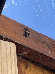 Steatoda nobilis