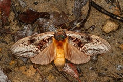 Hylaeora eucalypti