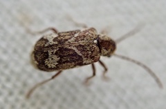 Ptinomorphus imperialis