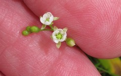 Drosera rotundifolia