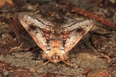 Hylaeora eucalypti