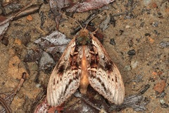 Hylaeora eucalypti
