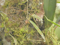 Pleurothallis ensata