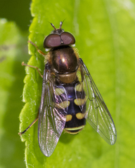 Dasysyrphus venustus