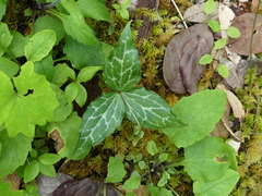 Pseudotrillium rivale