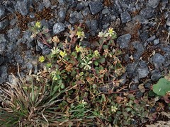 Trifolium micranthum