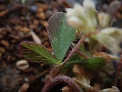 Trifolium micranthum