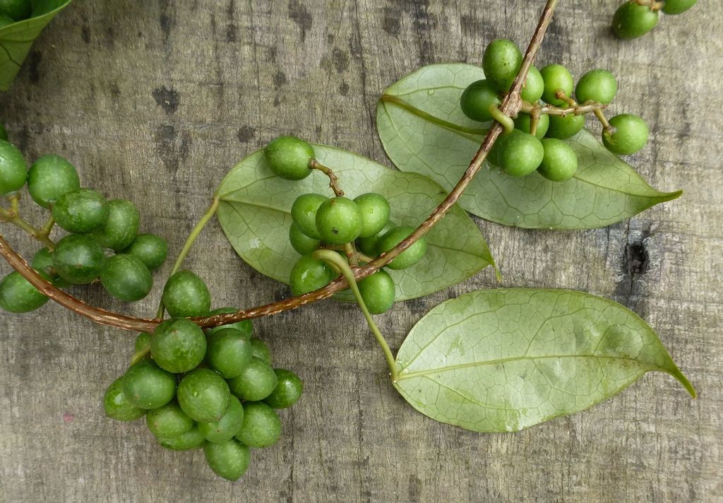 Kolobopetalum