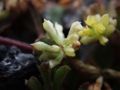 Trifolium micranthum