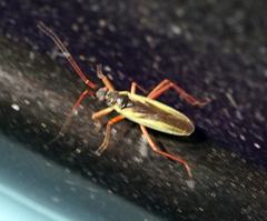 Teratocoris discolor