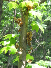 Dioscorea nipponica
