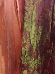 Arthoniomycetes