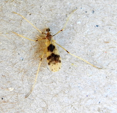Erioptera venusta