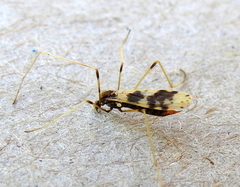 Erioptera venusta