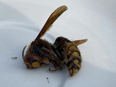 Vespa crabro