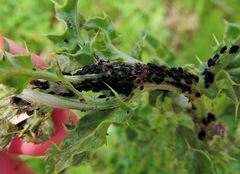 Aphis fabae cirsiiacanthoidis