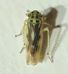 Macrosteles parvidens